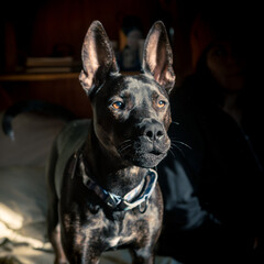 Obraz premium A perky-eared puppy in dramatic lighting. Pit Bull, German Shepherd, Boxer, Bulldog, Siberian Husky, Rottweiler Mix. Space for copy