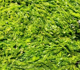 Delightful green background from wet fresh seaweeds