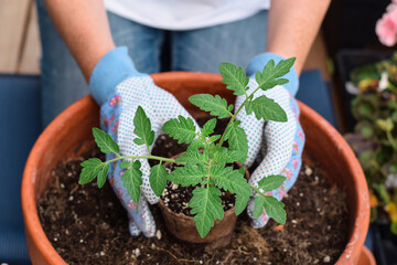 Woman planting tomato seedling in a pot on a balcony
