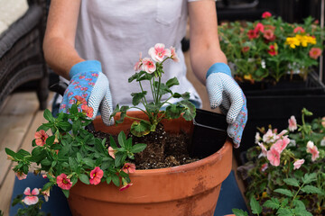 Woman planting flowwers in a pot on a balcony