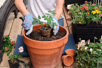 Woman planting tomato seedling in a pot on a balcony