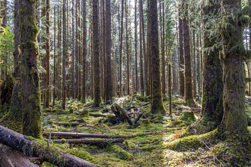 Obraz premium The sun shining through the temperate rainforest of the Hoh rainforest in Olympic National Park