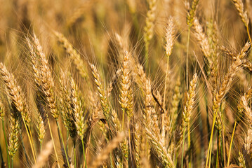 A close up of golden wheat in a field ready for harvest in South Carolina.