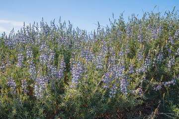 Obraz na płótnie Canvas Silver Lupine (Lupinus argenteus) in bloom, silvery-green leaves line the stems, and violet, pea-like flowers are arranged in a showy spike.