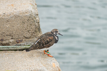 Turnstone bird standing near the sea.arenaria interpres