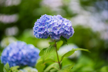 紫陽花