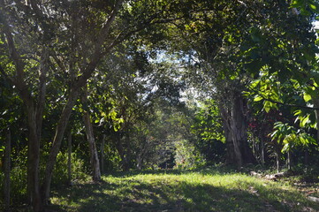 sun rays in the forest