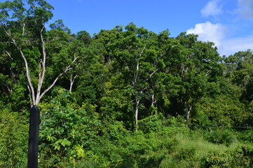 tree and sky
