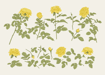 Summer set with roses. Colorful.