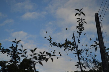 birds