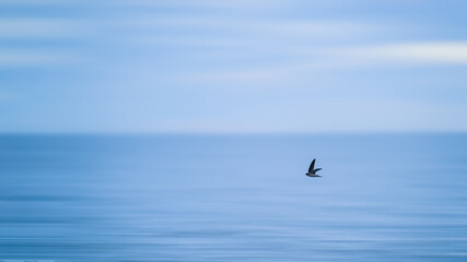 swallow bird flying over blue sea and sky background