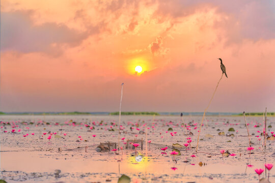 great commorant bird sitting on wood stick in lotus lake