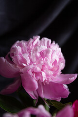 Light Pink Peony with Dark Fabric Background