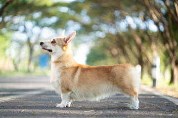 Corgi dog standing on the road in summer sunny day
