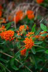 Butterfly Weed Flowers