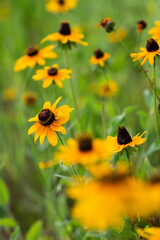 Rudbekia Flowers Growing on Riverbank