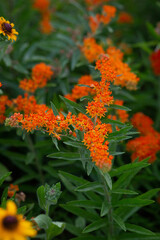Butterfly Weed Flowers Growing in a City Park
