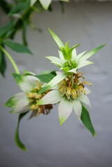 Spotted Beebalm Flower Growing in Pot