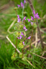 Purple Henbit Flowers Growing on City Street