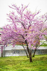 Flowering Redbud Tree Growing in City Park