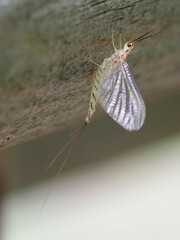 フタスジモンカゲロウの成虫（Ephemera japonica）