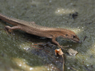 岩に溜まった水を舐め取るニホンカナヘビ（Takydromus tachydromoides）