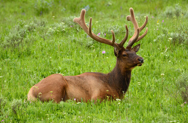 Naklejka na ściany i meble magnificent bull elk resting in the meadow in the summer in hayden valley in yellowstone national park, wyoming