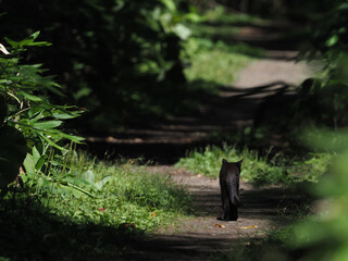 森の小径を歩きさる黒猫