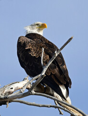 closeup of magnificent bald eagle in a cottonwood tree in a pond in the bosque del apache national wildlife refuge, near socorro, in southern new mexico