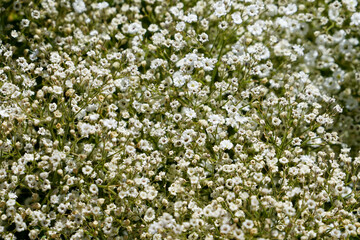 Baby Breath close-up background ground cover