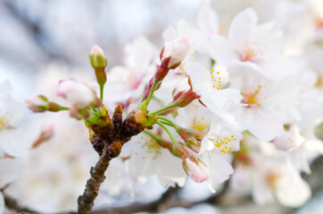 桜