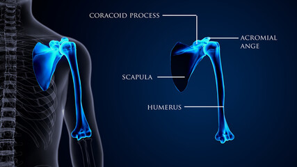 3d render of male human skeleton anatomy ytem