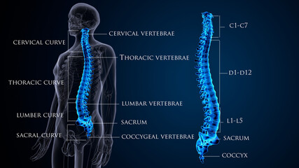 3d render of male human skeleton anatomy ytem