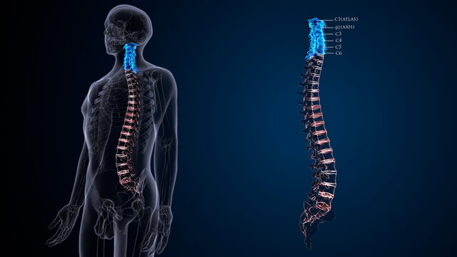 Human Skeleton Vertebral Column Cervical Vertebrae Anatomy. 3D Illustration