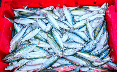 Sea fish after the catch sold in the seafood market is a nutritious high protein foods to benefit...