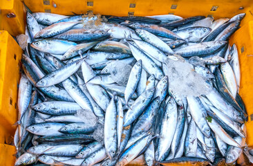 Sea fish after the catch sold in the seafood market is a nutritious high protein foods to benefit...