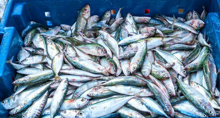Obraz premium Sea fish after the catch sold in the seafood market is a nutritious high protein foods to benefit human health
