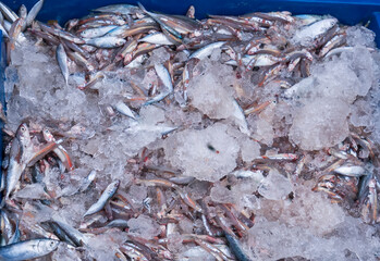 Sea fish after the catch sold in the seafood market is a nutritious high protein foods to benefit human health