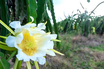 Close up dragon fruit flower ( Hylocereus undatus) in organic farm. This flower blooms in 4 days if...