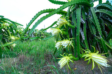 Dragon fruit flower in organic farm. This flower blooms in 4 days if pollination will pass and the left, this is the kind of sun-loving plant grown in the appropriate heat © huythoai