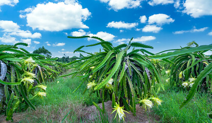 Dragon fruit flower in organic farm. This flower blooms in 4 days if pollination will pass and the left, this is the kind of sun-loving plant grown in the appropriate heat