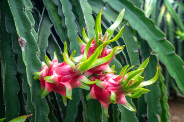 Dragon fruit tree with ripe red fruit on the tree for harvest. This is a cool fruit with many minerals that are beneficial for human health © huythoai