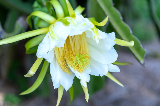 Close up dragon fruit flower ( Hylocereus undatus) in organic farm. This flower blooms in 4 days if pollination will pass and the left, this is the kind of sun-loving plant grown in the appropriate he