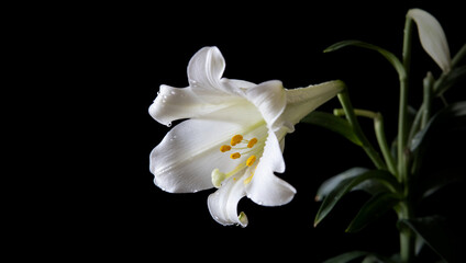 white lily
