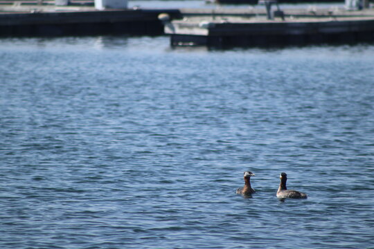 Two Ducks Near the Docks