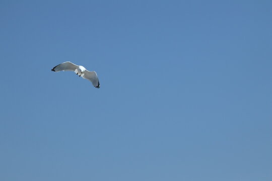 Seagull in Flight