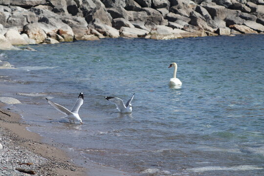 Seagulls on the Beach