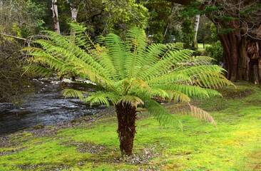  tree ferns next to russell falls creek in the rain forest of mt. field national park, near hobart, tasmania, australia 