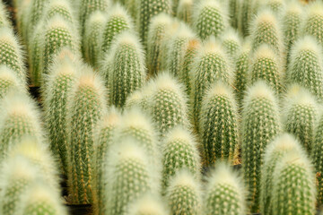 Fondo de varios cactus trixanthocereus a punto de florecer.