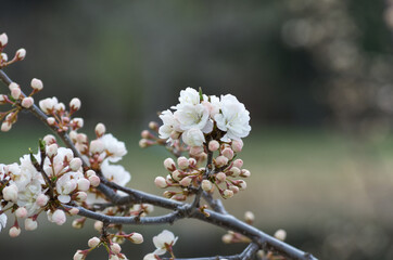 Fototapeta premium White Tree Blossoms in the Spring